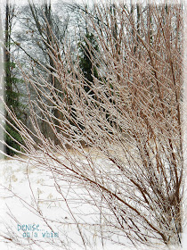 Winter Ice Storms via http://deniseonawhim.blogspot.com