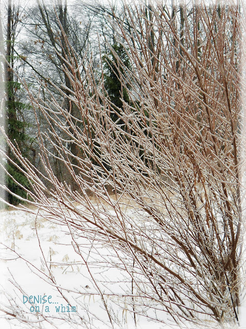 Winter Ice Storms via http://deniseonawhim.blogspot.com