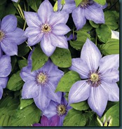 clematis (2)