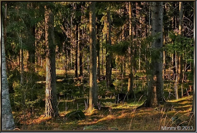 skog