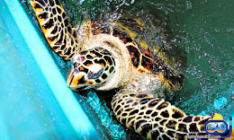 konservasi penyu pulau pramuka