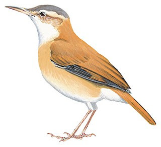 aves de Venezuela