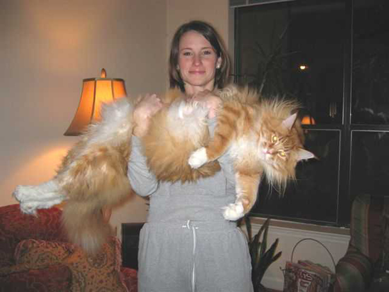 Funny Biggest Maine Coon Cats  Funny Animals