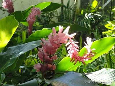 pink spiral ginger plant at Kula Eco Park in Fiji