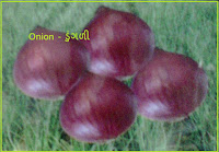onion seeds in ahmedabad India