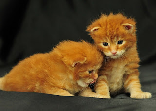 Cute kittens