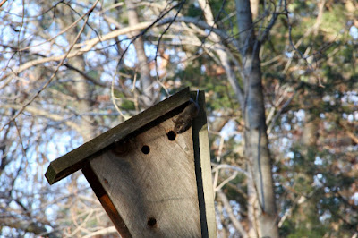 this is a dormouse