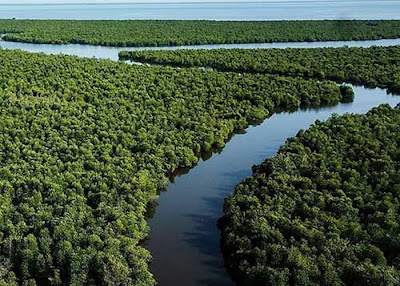 hutan mangrove langsa