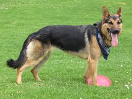 Interesting animal dog information in English 