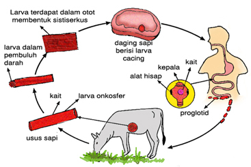 siklus hidup cacing pita