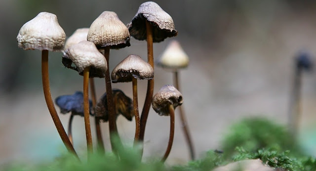 Tudo pela ciência: religiosos utilizam 'cogumelo mágico' em experimento