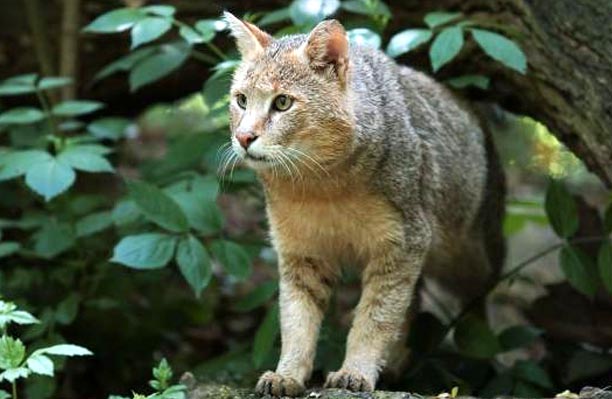 Almost-extinct-jungle-cat
