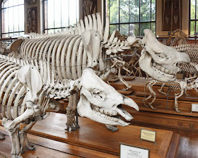 Rhinosaurus Skeleton at the Museum of Natural History Paris