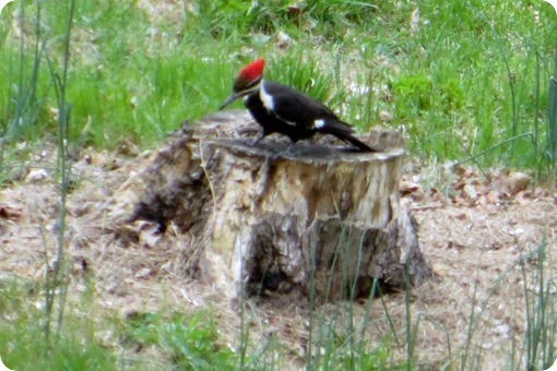 Mountainville Woodpecker