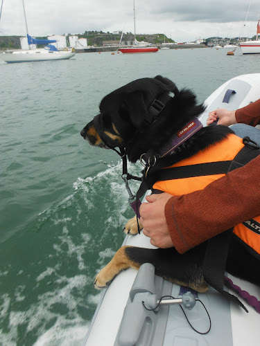 black dog in lifejacket hanging over edge of dinghy moving through water