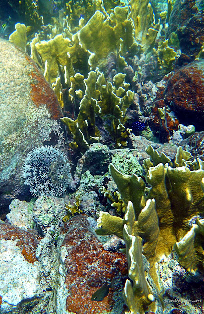 Belize Central America geology travel trip tour reef karst caves ocean coral copyright RocDocTravel.com