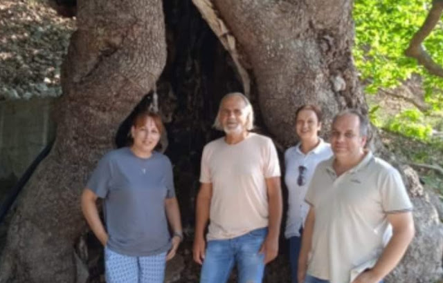   Ο Πλάτανος στο Παλαιόκαστρο του Δήμου Μεσσήνης να ανακηρυχθεί διατηρητέο μνημείο της φύσης