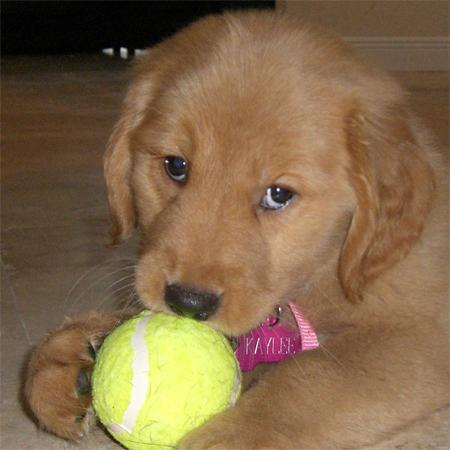 golden retriever puppy sleeping. makeup Golden Retrievers are