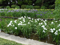 城北菖蒲園のハナショウブ