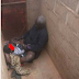 Elderly Man Caught S2xually Assaulting A Little Girl Inside A To!let. Shocking (Photo)