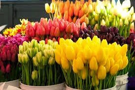 jual bunga tulip