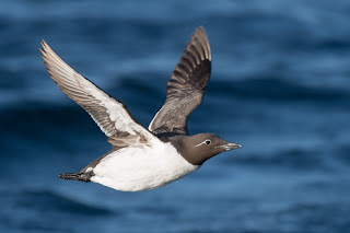 Common Murre in flight