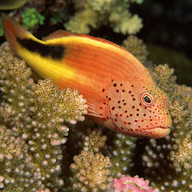  Gambar  Ikan  Hias  Berwarna warni  Cantik di Laut