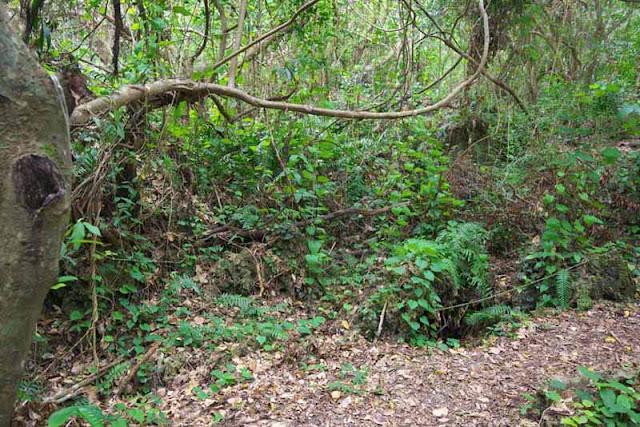 forest, trail, trees, jungle, Okinawa