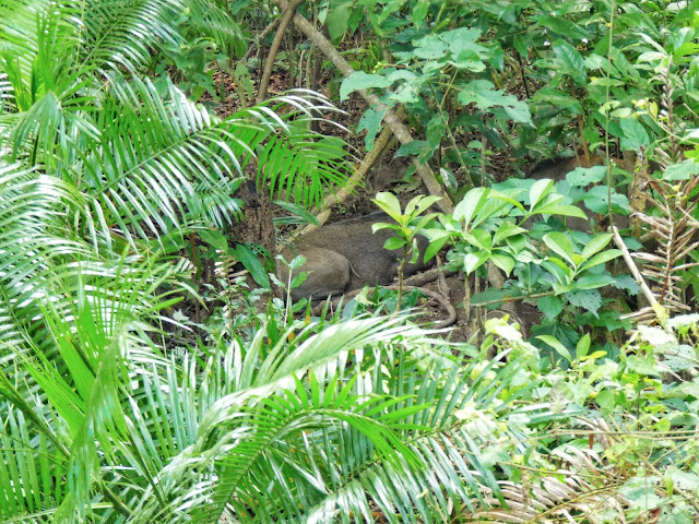 Chitwan Safari