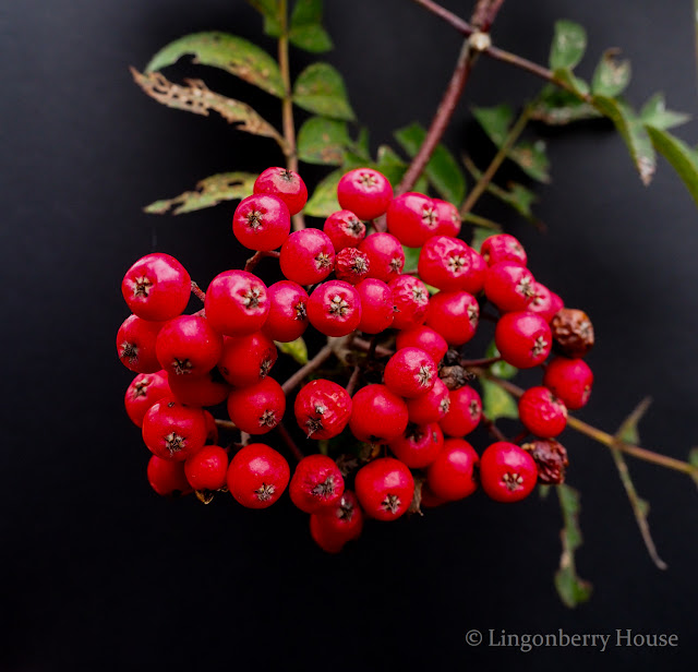 lingonberryhouse, kukka, flower, mitä on rakkaus, kotiliesi, lehti, photography, valokuvaus