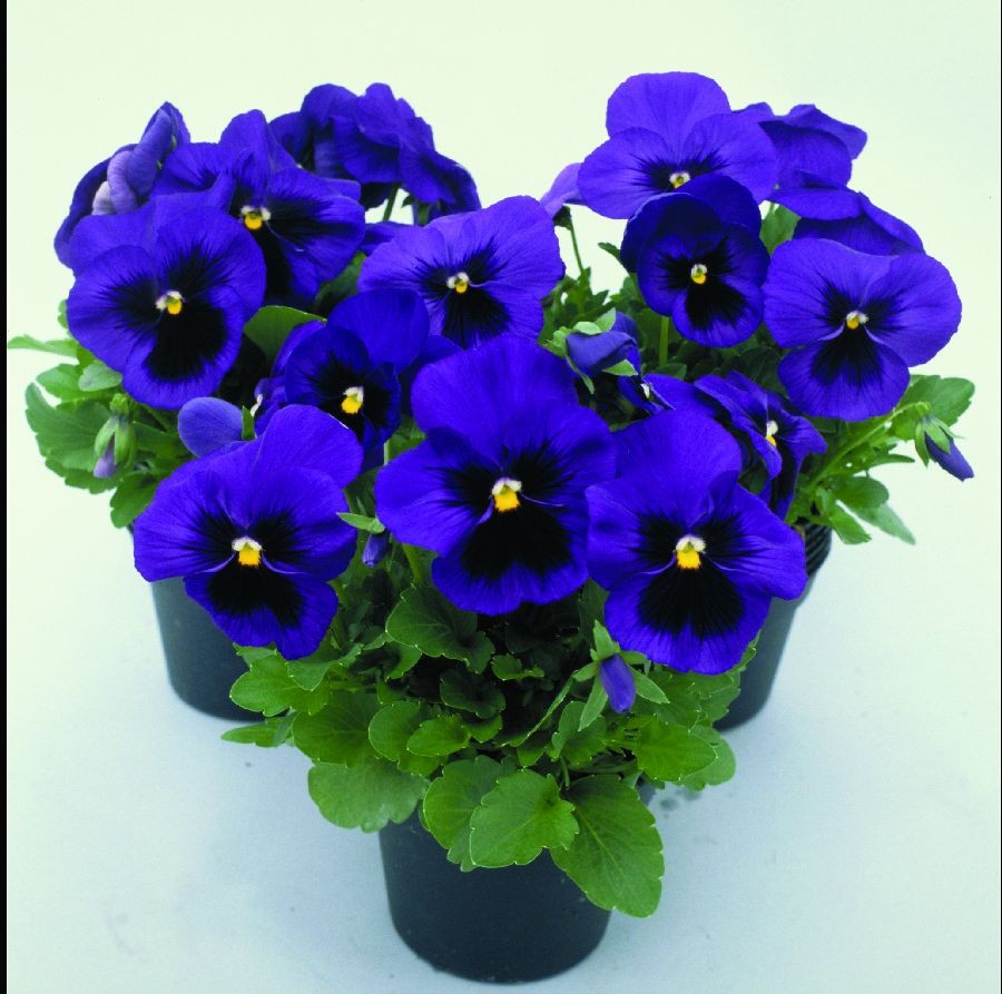Flores color azul y negro
