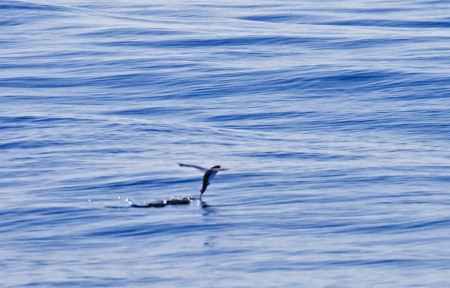 California Flying Fish