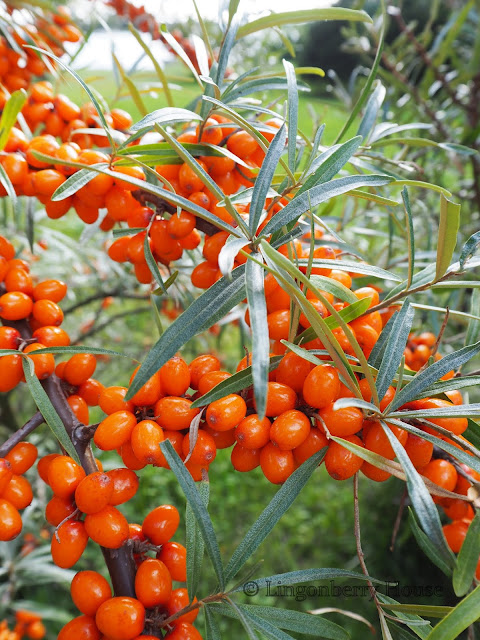 lingonberryhouse, syksy, autumn, tyrni, aronia, buckthorn, chokeberry