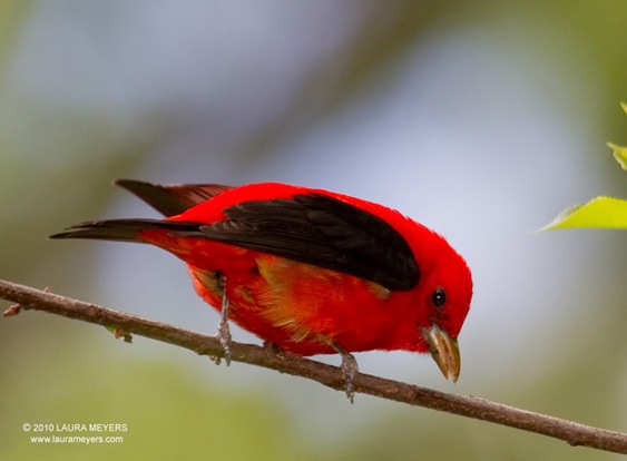 Scarlet Tanager by Laura Meyers