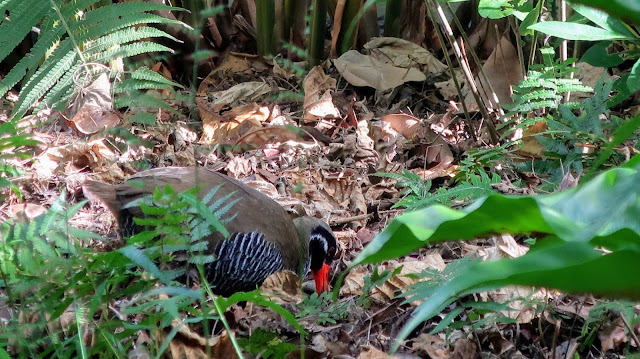 沖縄 ヤンバルクイナ