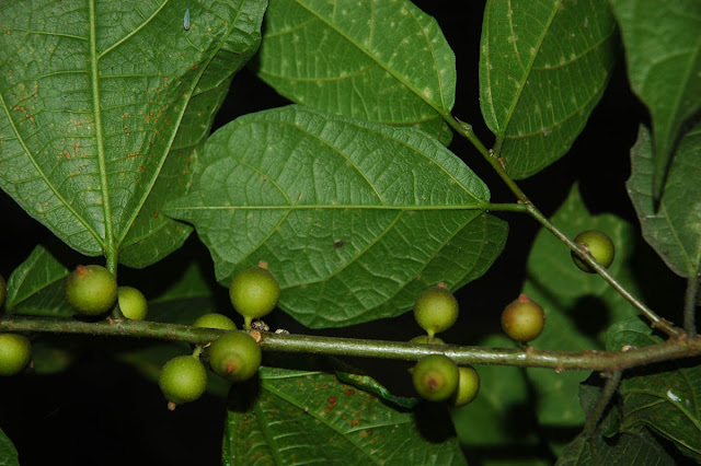 Ficus ulmifolia