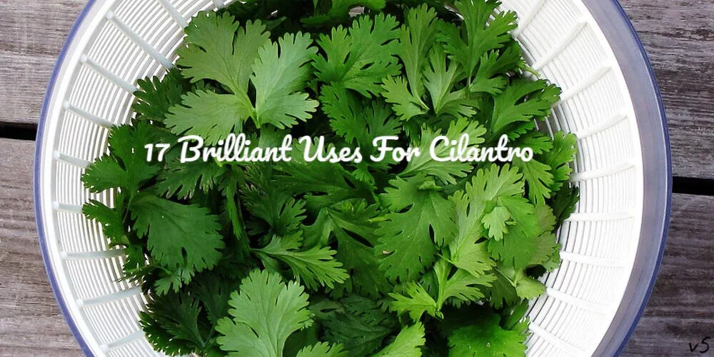 Discover 17 Ingenious Applications For Cilantro That Extend Far Beyond Its Culinary Uses
