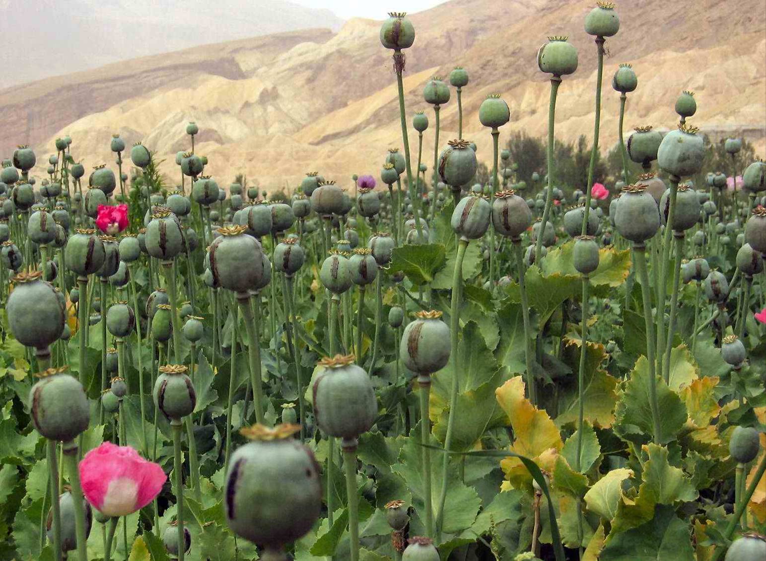 picture of opium poppies. It's incredible that we have this flower ...