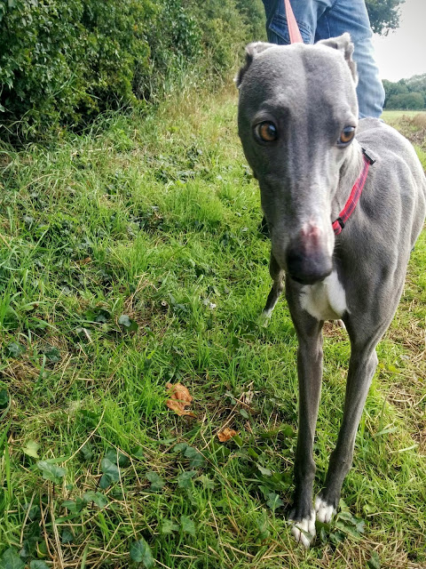 Passionately Sam, Dog Walking at Hilbrae Animal Rescue