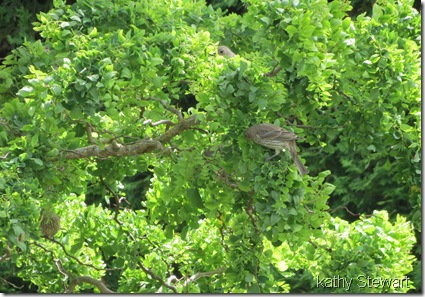 House Finch Family