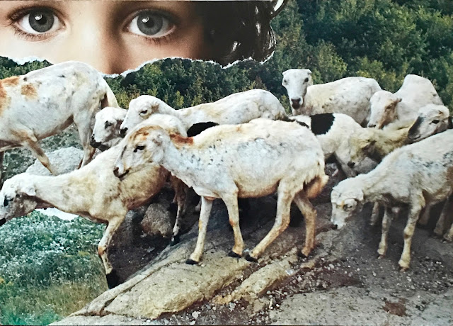 "Don't follow the herd" collage with sheep and eyes