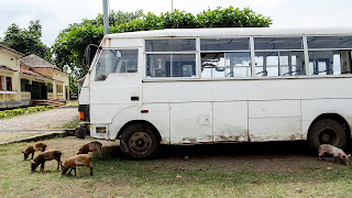 Pigs and pork beside the Sao Tome bus