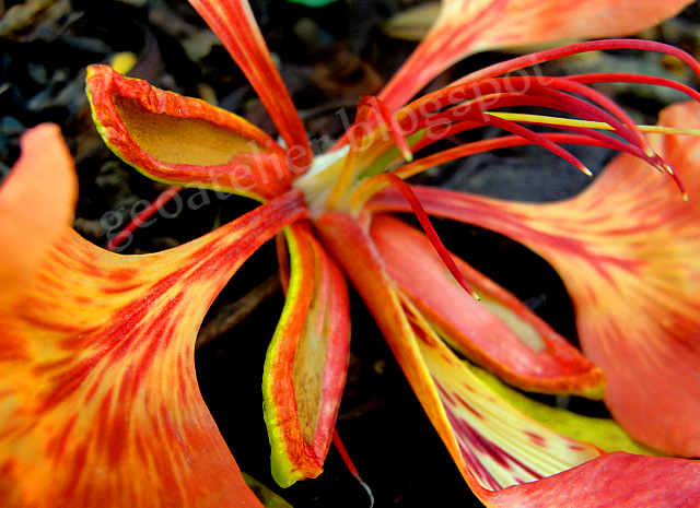 flor de flamboyant