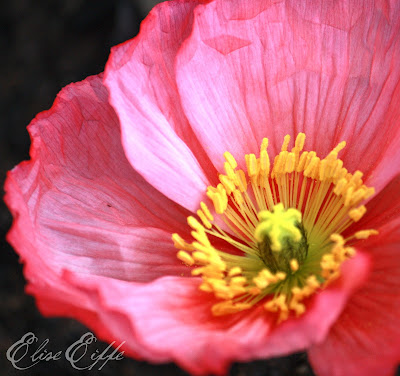 Poppies, Poppy - Bright Hot Pink Petals Close Up Photography