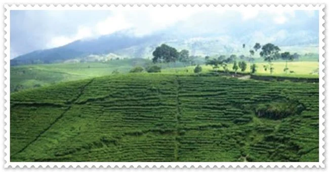 Kebun Teh Puncak Bogor