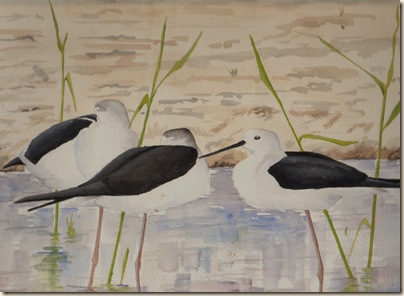 Black Winged Stilt