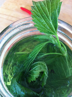 nettle, urtica dioica, health