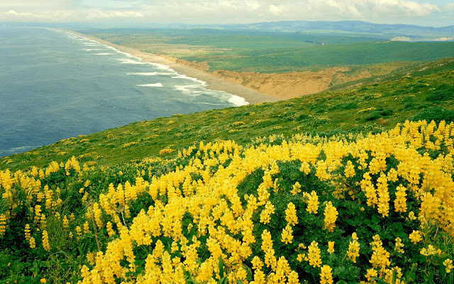 Flores Amarillas - Yellow Flowers