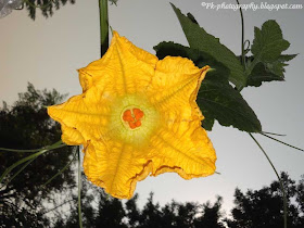 Pumpkin Flowers