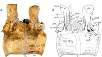 http://sciencythoughts.blogspot.co.uk/2014/01/bone-pathology-in-triassic-phytosaur.html